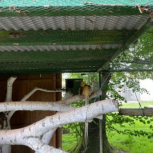 Golden Pheasant Breedingform Aviary