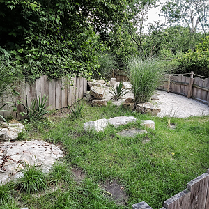 Hermann's tortoise enclosure