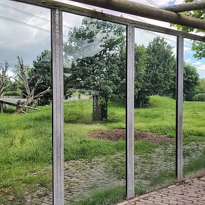 Corsac fox enclosure