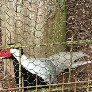 Silver Pheasant