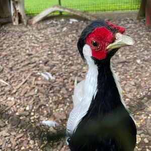 Silver Pheasant Closeup