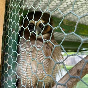 Brown Wood Owl
