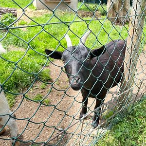 African Dwarf Goat