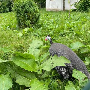 Helmeted Guineafowl