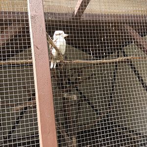 First Laughing Kookaburra Aviary