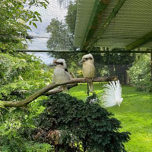 Second Laughing Kookaburra Aviary and White Peafowl