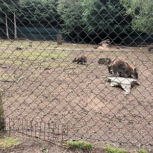 Bennetts Wallaby Enclosure