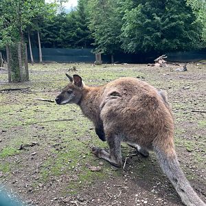 Bennetts Wallaby