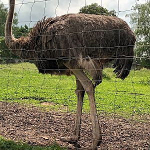 Female Ostrich
