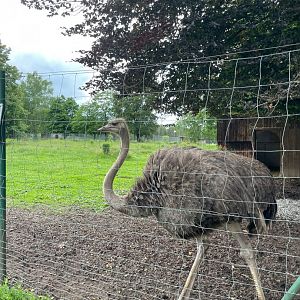 Female Ostrich