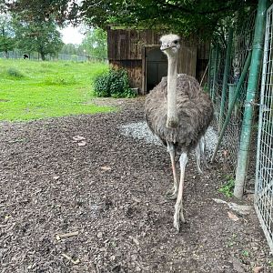 Female Ostrich