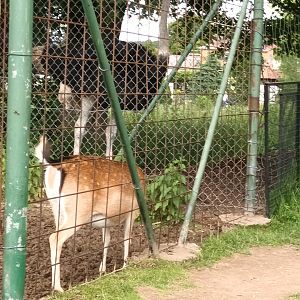 Ostrich and Fallow Deer
