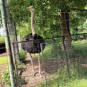 Male Ostrich