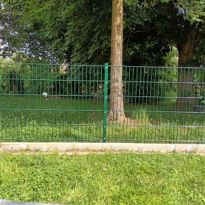 White Stork Enclosure