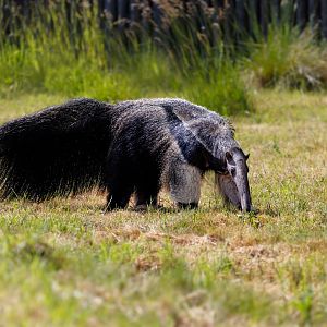Giant Anteater (Hula) / 7-6-22 / Hamerton