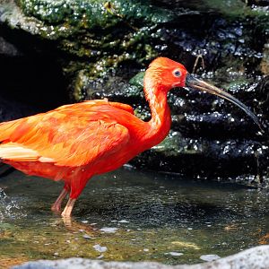 Scarlet Ibis / 7-6-22 / Hamerton