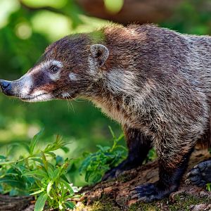 Whine Nosed Coati / 7-6-22 / Hamerton