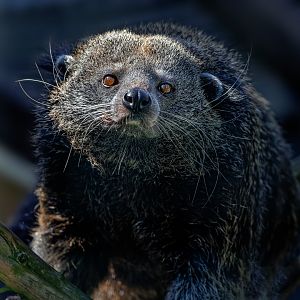 Jarvan Binturong / 7-6-22 / Hamerton