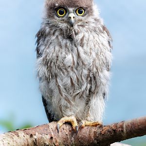Barking Owl Chick / 7-6-22 / Hamerton