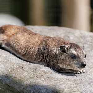 Yellow spotted Hyrax / 7-6-22 / Hamerton