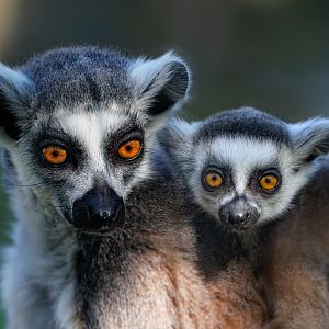 Ring tailed Lemurs / 7-6-22 / Hamerton