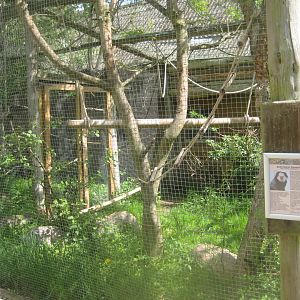 Odsherred Zoo - Marmoset exhibit