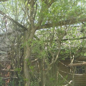 Odsherred Zoo - Cotton-top tamarin exhibit #1