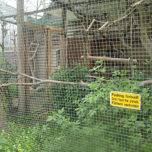 Odsherred Zoo - Lion tamarin exhibit