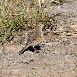 Australasian Pipit