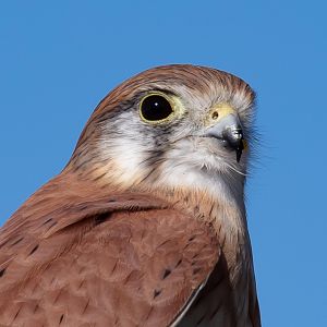 Nankeen Kestrel