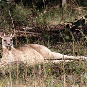 Eastern Grey Kangaroo