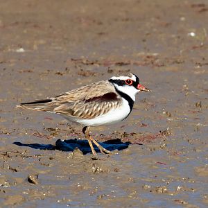 Black-fronted Dotterel