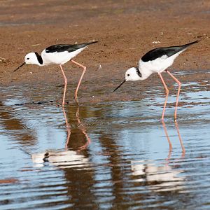 White-headed Stilts