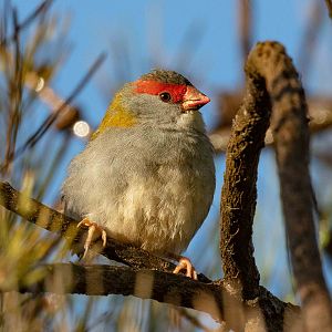Red-browed Finch