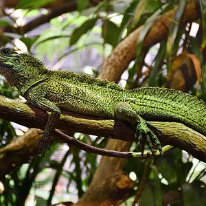 Philippine Sailfin Lizard (Hydrosaurus pustulatus)