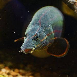 Fire Eel (Mastacembelus erythrotaenia)