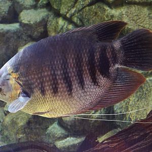 Giant Borneo Gourami (Osphronemus septemfasciatus)