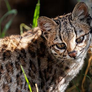 Oncilla / 7-6-22 / Hamerton