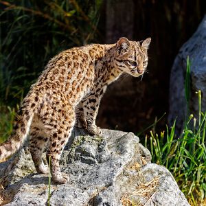 Oncilla / 7-6-22 / Hamerton