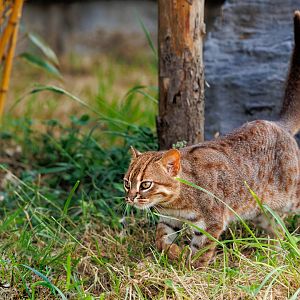 Rusty Spotted Cat - Male / 7-6-22 / Hamerton