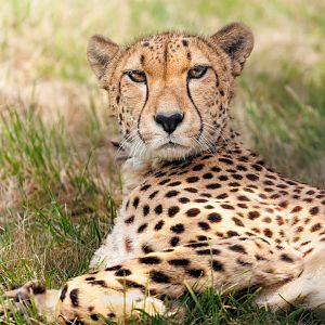 Cheetah - Female / 7-6-22 / Hamerton