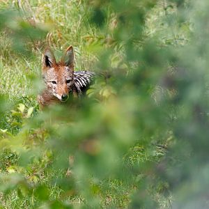 Black Backed Jackal - Female / 7-6-22 / Hamerton