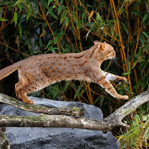 Rusty Spotted Cat / 7-6-22 / Hamerton