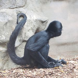 Colombian black spider monkey (Ateles fusciceps rufiventris), 2022-05-26