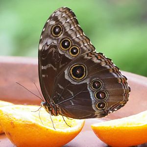 Common blue morpho (Morpho peleides), 2022-05-26