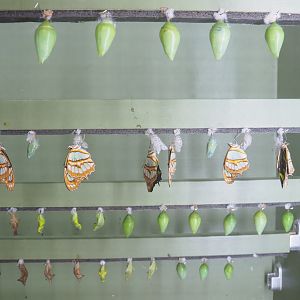 Chrysalises and freshly hatched butterflies in the hatching cabinet, 2022-05-26