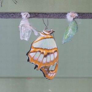 Freshly hatched Malachite butterfly (Siproeta stelenes), 2022-05-26