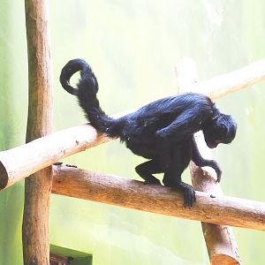 Colombian black spider monkey (Ateles fusciceps rufiventris), 2022-05-26
