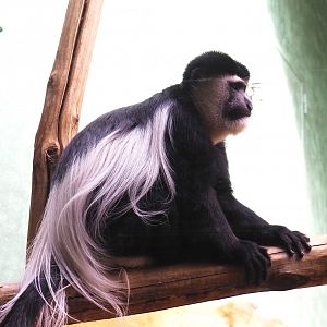 Mantled Colobus (Colobus guereza), 2022-05-26