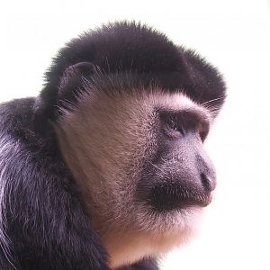Mantled Colobus (Colobus guereza), 2022-05-26